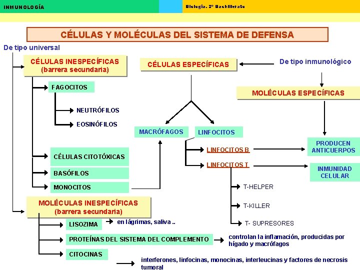 Biología. 2º Bachillerato INMUNOLOGÍA CÉLULAS Y MOLÉCULAS DEL SISTEMA DE DEFENSA De tipo universal Biología. 2º Bachillerato INMUNOLOGÍA CÉLULAS Y MOLÉCULAS DEL SISTEMA DE DEFENSA De tipo universal
