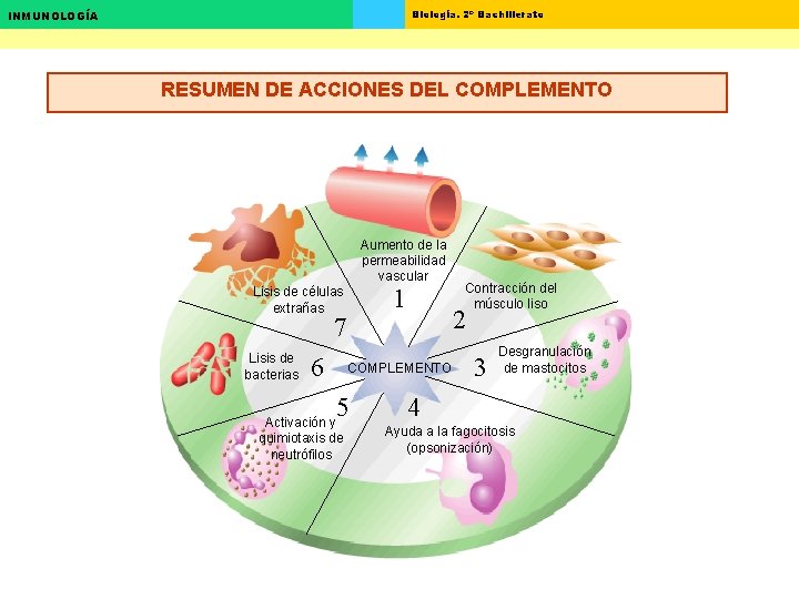 Biología. 2º Bachillerato INMUNOLOGÍA RESUMEN DE ACCIONES DEL COMPLEMENTO Aumento de la permeabilidad vascular Biología. 2º Bachillerato INMUNOLOGÍA RESUMEN DE ACCIONES DEL COMPLEMENTO Aumento de la permeabilidad vascular
