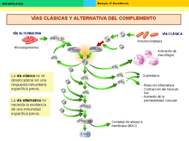 Biología. 2º Bachillerato INMUNOLOGÍA VÍAS CLÁSICAS Y ALTERNATIVA DEL COMPLEMENTO VÍA ALTERNATIVA VÍA CLÁSICA Biología. 2º Bachillerato INMUNOLOGÍA VÍAS CLÁSICAS Y ALTERNATIVA DEL COMPLEMENTO VÍA ALTERNATIVA VÍA CLÁSICA
