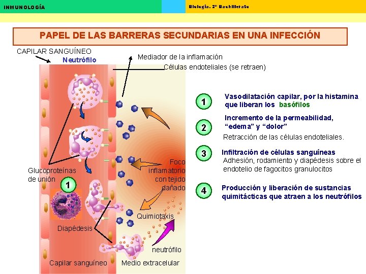 Biología. 2º Bachillerato INMUNOLOGÍA PAPEL DE LAS BARRERAS SECUNDARIAS EN UNA INFECCIÓN CAPILAR SANGUÍNEO Biología. 2º Bachillerato INMUNOLOGÍA PAPEL DE LAS BARRERAS SECUNDARIAS EN UNA INFECCIÓN CAPILAR SANGUÍNEO