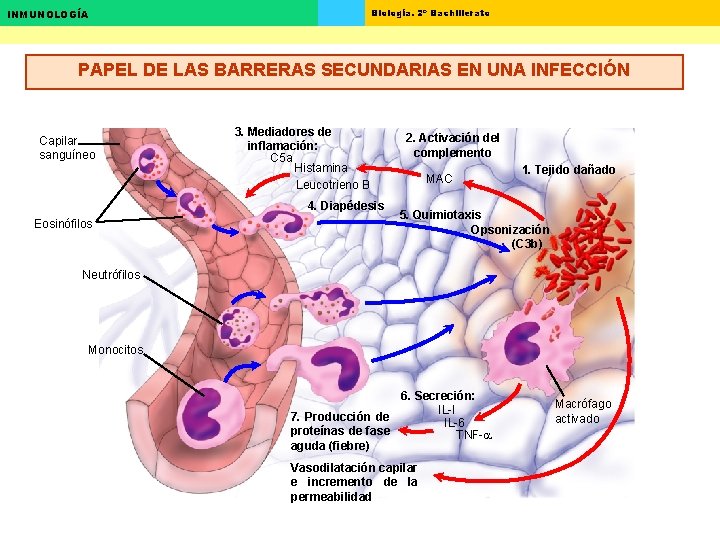 Biología. 2º Bachillerato INMUNOLOGÍA PAPEL DE LAS BARRERAS SECUNDARIAS EN UNA INFECCIÓN Capilar sanguíneo Biología. 2º Bachillerato INMUNOLOGÍA PAPEL DE LAS BARRERAS SECUNDARIAS EN UNA INFECCIÓN Capilar sanguíneo