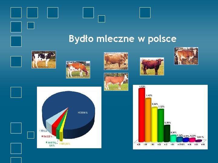 Bydło mleczne w polsce 