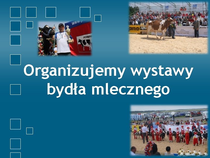 Organizujemy wystawy bydła mlecznego 