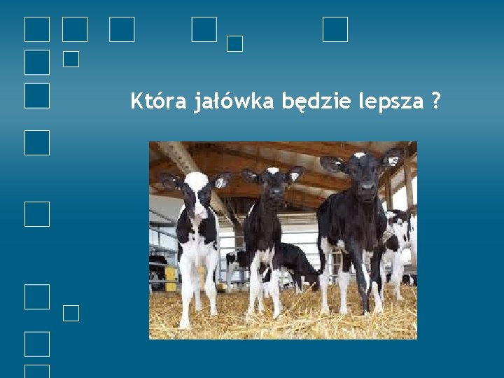 Która jałówka będzie lepsza ? 