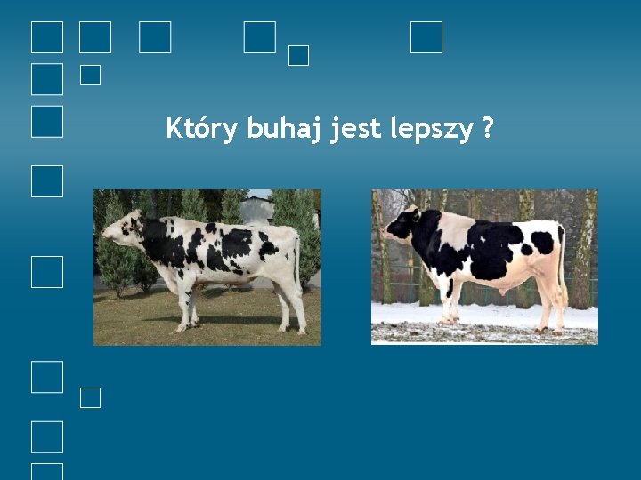 Który buhaj jest lepszy ? 