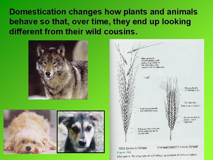 Domestication changes how plants and animals behave so that, over time, they end up Domestication changes how plants and animals behave so that, over time, they end up