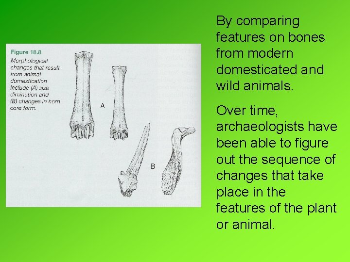 By comparing features on bones from modern domesticated and wild animals. Over time, archaeologists By comparing features on bones from modern domesticated and wild animals. Over time, archaeologists