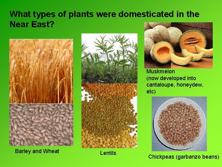 What types of plants were domesticated in the Near East? Muskmelon (now developed into What types of plants were domesticated in the Near East? Muskmelon (now developed into