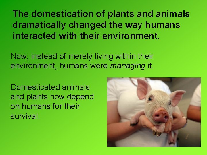 The domestication of plants and animals dramatically changed the way humans interacted with their The domestication of plants and animals dramatically changed the way humans interacted with their