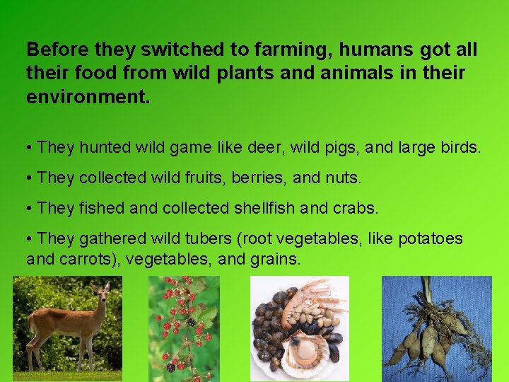 Before they switched to farming, humans got all their food from wild plants and Before they switched to farming, humans got all their food from wild plants and