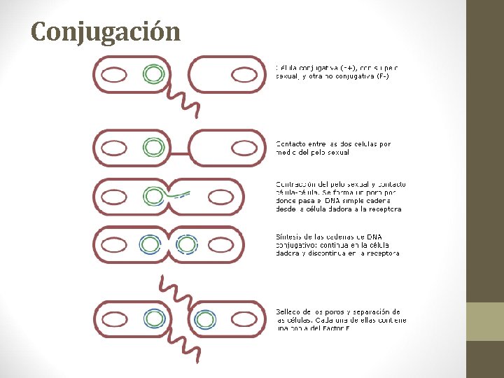 Conjugación Conjugación