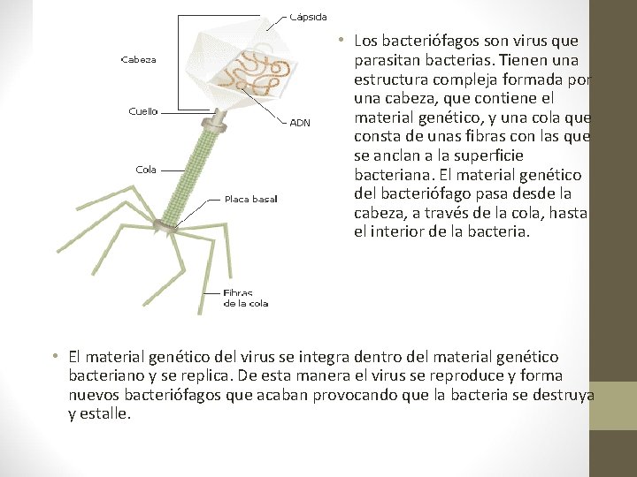 • Los bacteriófagos son virus que parasitan bacterias. Tienen una estructura compleja formada • Los bacteriófagos son virus que parasitan bacterias. Tienen una estructura compleja formada