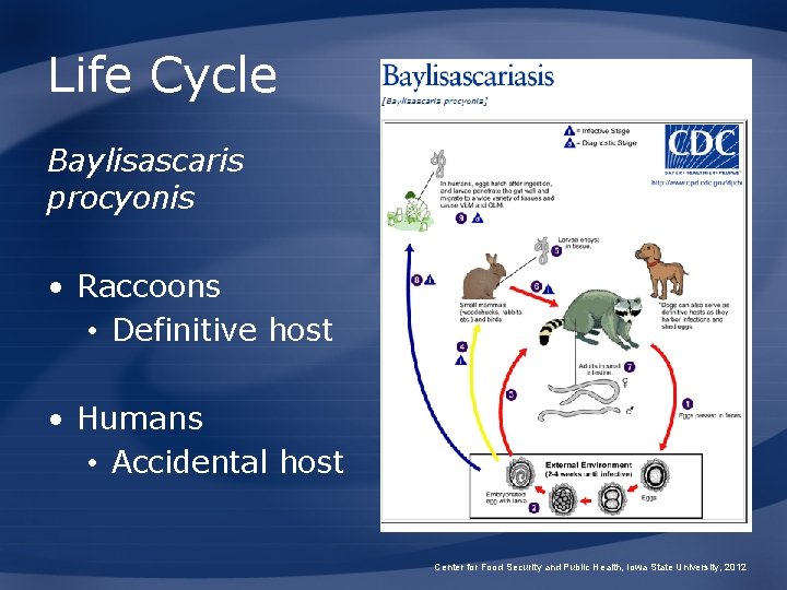 Life Cycle Baylisascaris procyonis • Raccoons • Definitive host • Humans • Accidental host