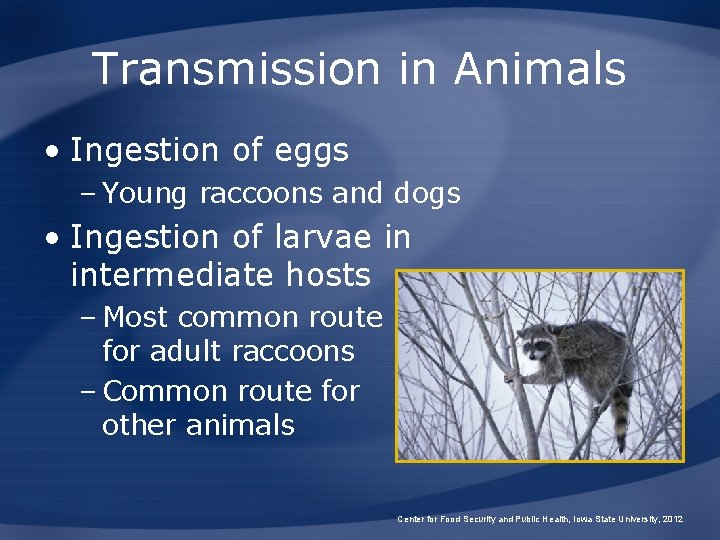 Transmission in Animals • Ingestion of eggs – Young raccoons and dogs • Ingestion