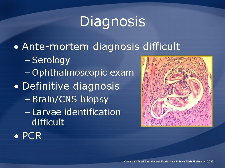 Diagnosis • Ante-mortem diagnosis difficult – Serology – Ophthalmoscopic exam • Definitive diagnosis –