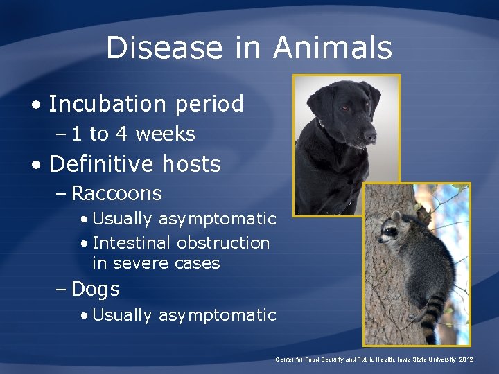 Disease in Animals • Incubation period – 1 to 4 weeks • Definitive hosts