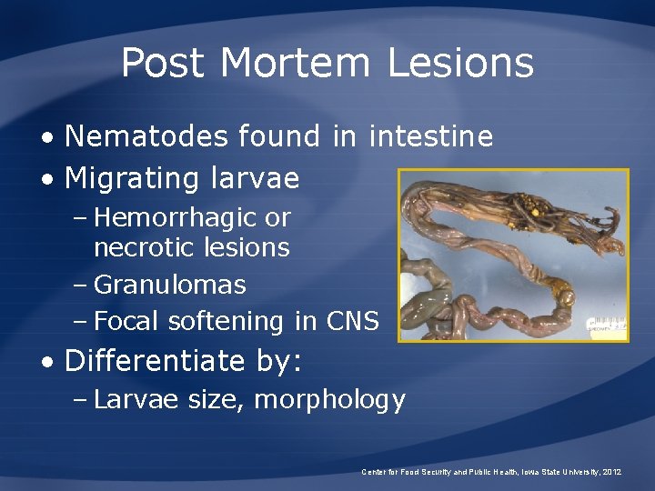 Post Mortem Lesions • Nematodes found in intestine • Migrating larvae – Hemorrhagic or Post Mortem Lesions • Nematodes found in intestine • Migrating larvae – Hemorrhagic or