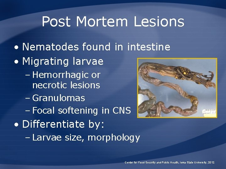 Post Mortem Lesions • Nematodes found in intestine • Migrating larvae – Hemorrhagic or