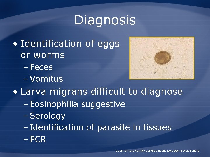 Diagnosis • Identification of eggs or worms – Feces – Vomitus • Larva migrans Diagnosis • Identification of eggs or worms – Feces – Vomitus • Larva migrans