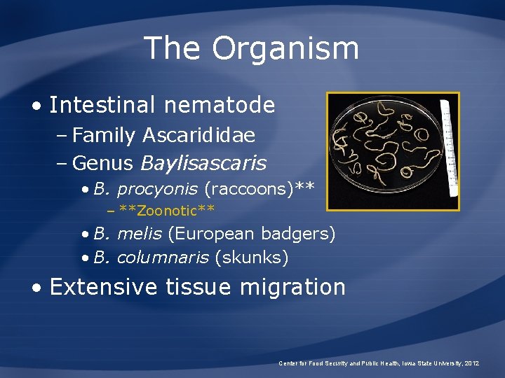 The Organism • Intestinal nematode – Family Ascarididae – Genus Baylisascaris • B. procyonis