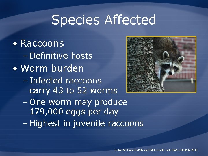 Species Affected • Raccoons – Definitive hosts • Worm burden – Infected raccoons carry