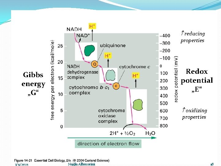  reducing properties Redox potential „E“ Gibbs energy „G“ oxidizing properties 3/9/2021 Nagla Alhusseini