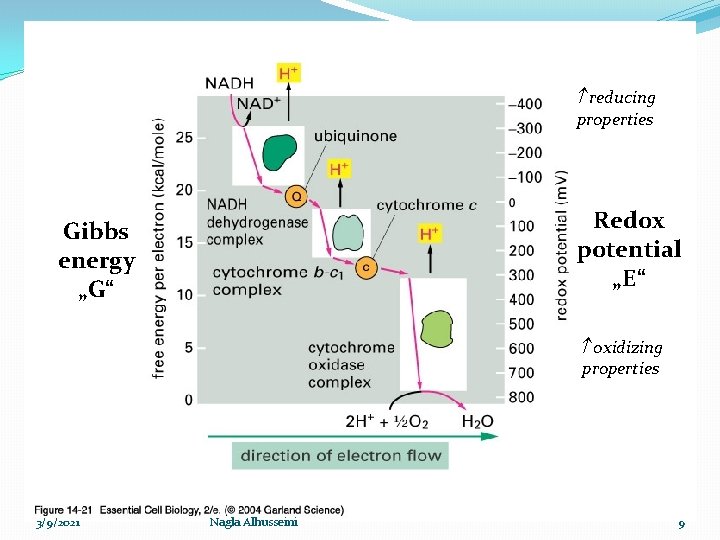  reducing properties Redox potential „E“ Gibbs energy „G“ oxidizing properties 3/9/2021 Nagla Alhusseini