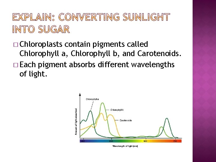 � Chloroplasts contain pigments called Chlorophyll a, Chlorophyll b, and Carotenoids. � Each pigment � Chloroplasts contain pigments called Chlorophyll a, Chlorophyll b, and Carotenoids. � Each pigment