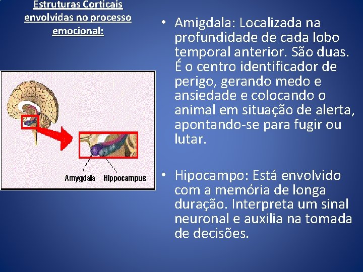 Estruturas Corticais envolvidas no processo emocional: • Amigdala: Localizada na profundidade de cada lobo Estruturas Corticais envolvidas no processo emocional: • Amigdala: Localizada na profundidade de cada lobo