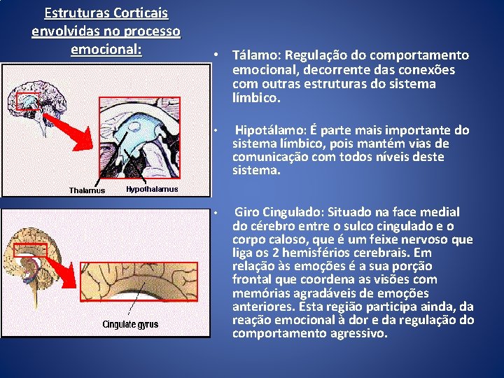 Estruturas Corticais envolvidas no processo emocional: • Tálamo: Regulação do comportamento emocional, decorrente das Estruturas Corticais envolvidas no processo emocional: • Tálamo: Regulação do comportamento emocional, decorrente das