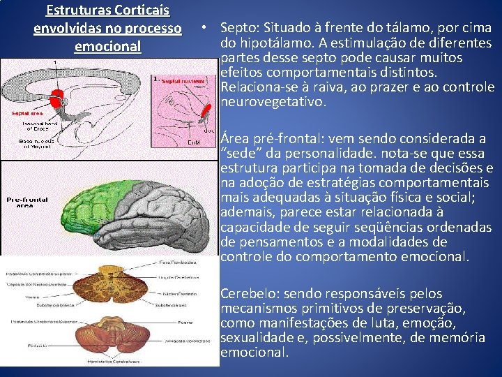 Estruturas Corticais envolvidas no processo emocional • Septo: Situado à frente do tálamo, por Estruturas Corticais envolvidas no processo emocional • Septo: Situado à frente do tálamo, por