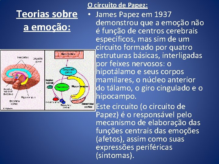 Teorias sobre a emoção: O circuito de Papez: • James Papez em 1937 demonstrou Teorias sobre a emoção: O circuito de Papez: • James Papez em 1937 demonstrou