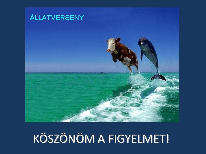 ÁLLATVERSENY KÖSZÖNÖM A FIGYELMET! ÁLLATVERSENY KÖSZÖNÖM A FIGYELMET!