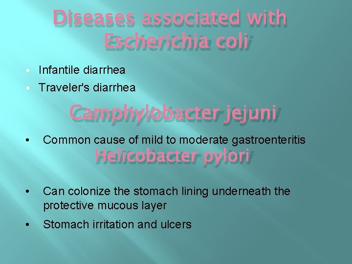 Diseases associated with Escherichia coli Infantile diarrhea § Traveler's diarrhea § Camphylobacter jejuni • Diseases associated with Escherichia coli Infantile diarrhea § Traveler's diarrhea § Camphylobacter jejuni •