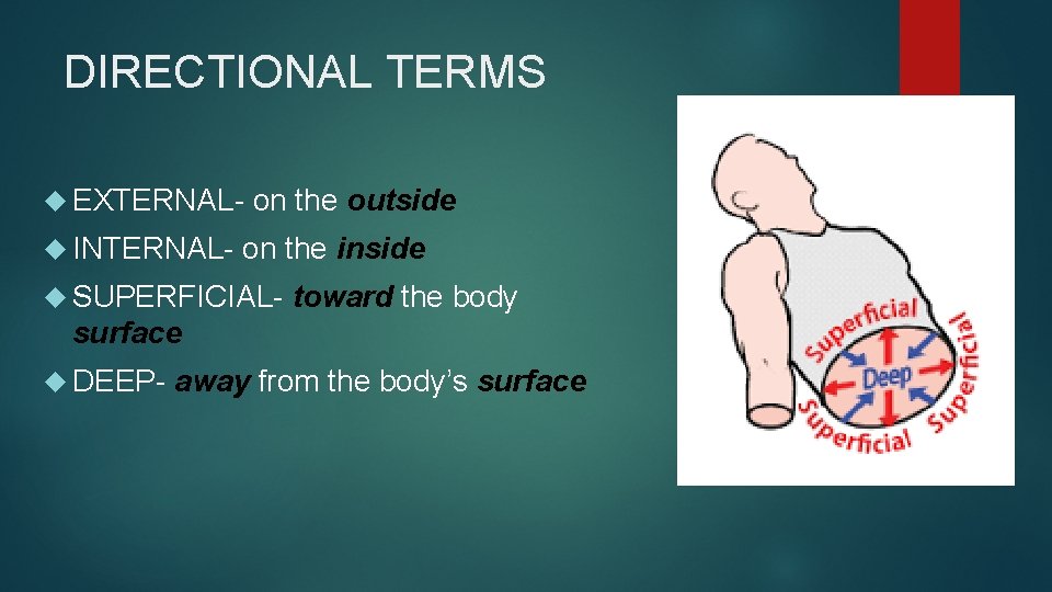 DIRECTIONAL TERMS EXTERNAL- on the outside INTERNAL- on the inside SUPERFICIAL- toward the body