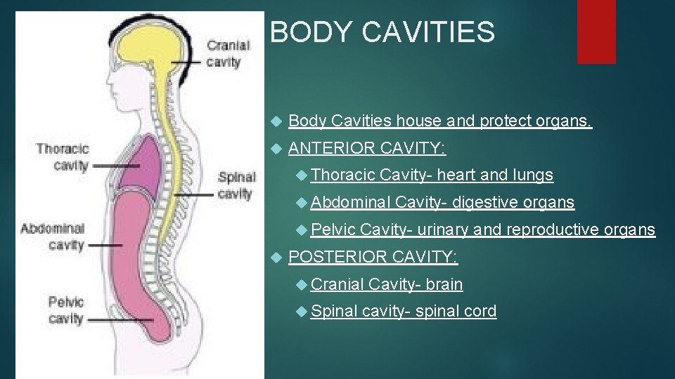 BODY CAVITIES Body Cavities house and protect organs. ANTERIOR CAVITY: Thoracic Cavity- heart and