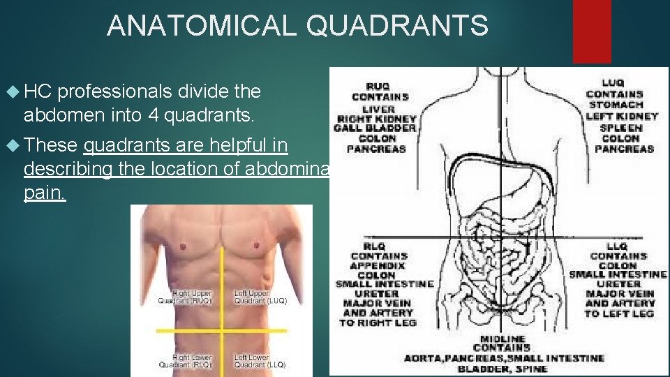 ANATOMICAL QUADRANTS HC professionals divide the abdomen into 4 quadrants. These quadrants are helpful
