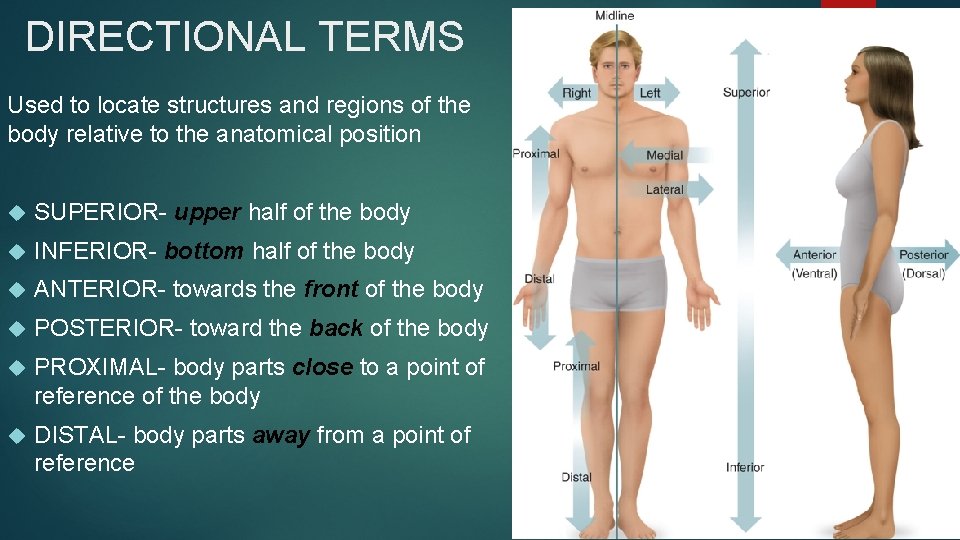 DIRECTIONAL TERMS Used to locate structures and regions of the body relative to the