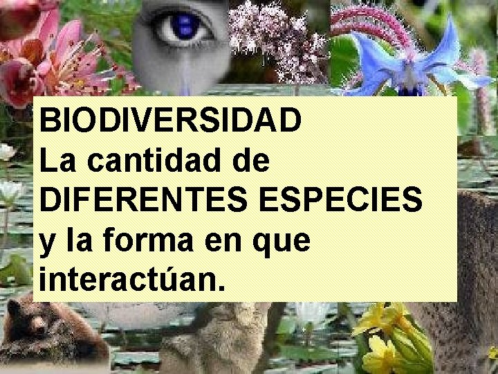 BIODIVERSIDAD La cantidad de DIFERENTES ESPECIES y la forma en que interactúan. BIODIVERSIDAD La cantidad de DIFERENTES ESPECIES y la forma en que interactúan.