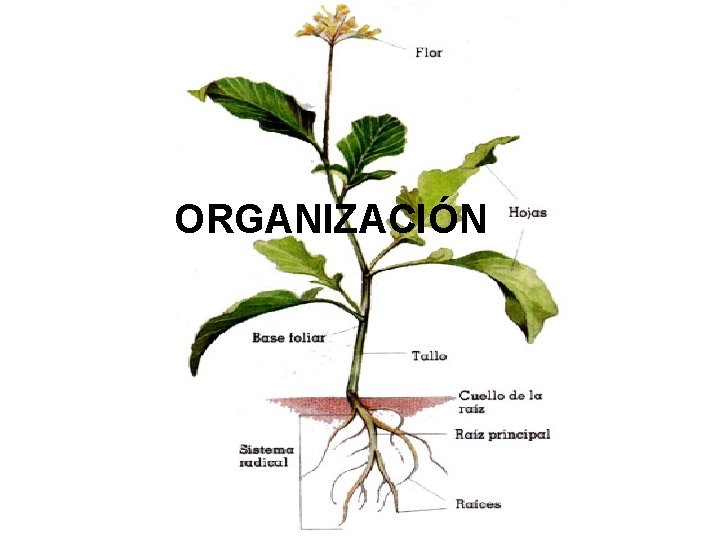 ORGANIZACIÓN ORGANIZACIÓN