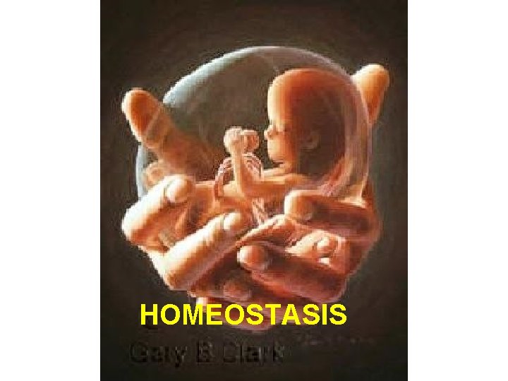 HOMEOSTASIS 