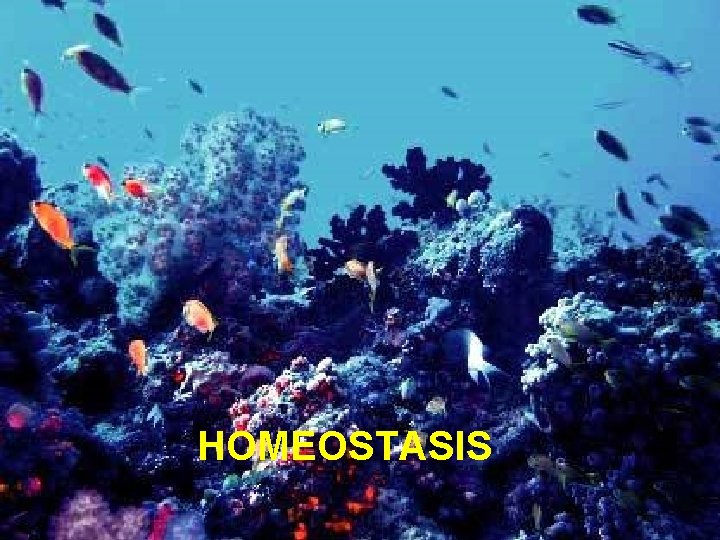 HOMEOSTASIS HOMEOSTASIS