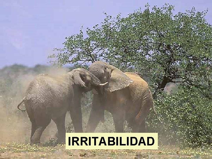 IRRITABILIDAD IRRITABILIDAD