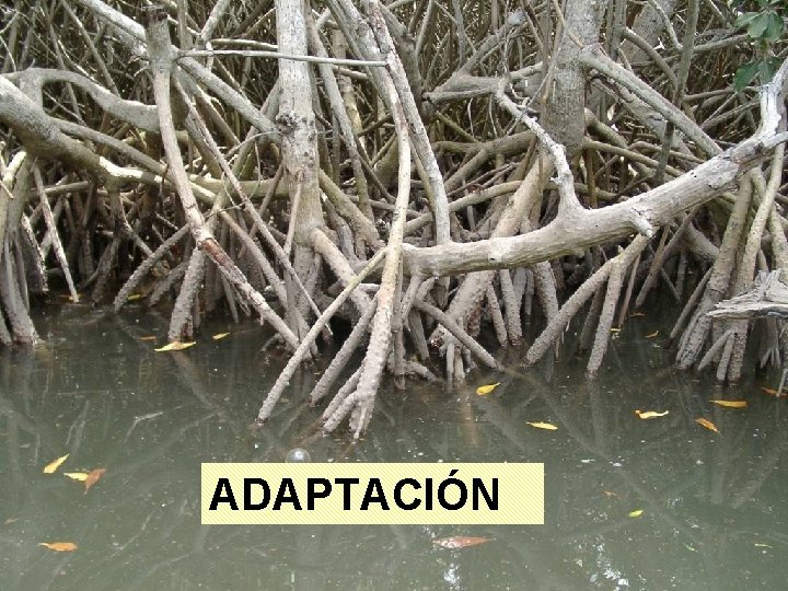 ADAPTACIÓN ADAPTACIÓN