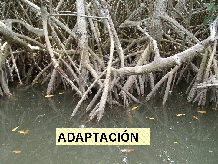 ADAPTACIÓN 