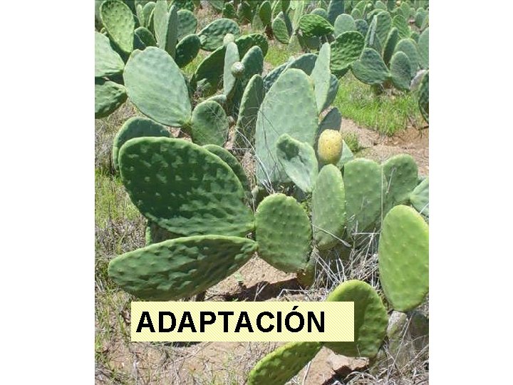 ADAPTACIÓN 