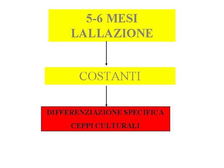 5 -6 MESI LALLAZIONE COSTANTI DIFFERENZIAZIONE SPECIFICA CEPPI CULTURALI 