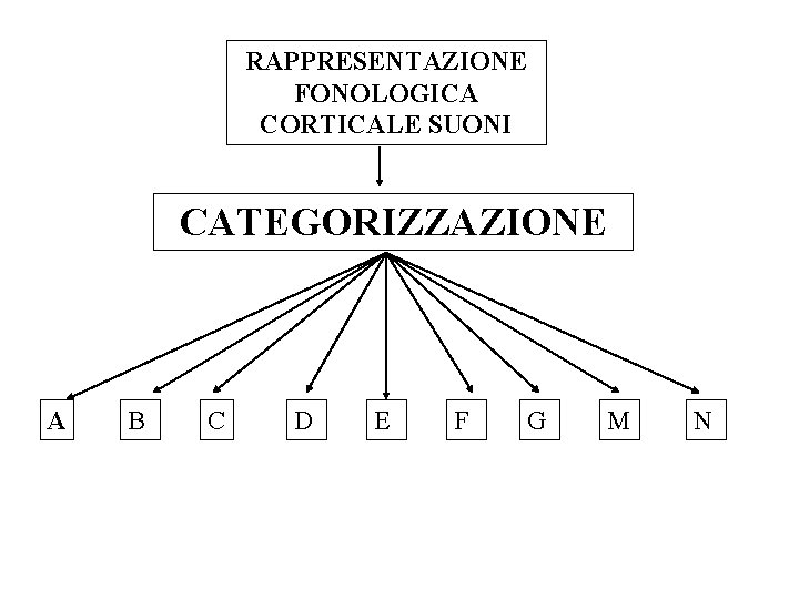 RAPPRESENTAZIONE FONOLOGICA CORTICALE SUONI CATEGORIZZAZIONE A B C D E F G M N RAPPRESENTAZIONE FONOLOGICA CORTICALE SUONI CATEGORIZZAZIONE A B C D E F G M N