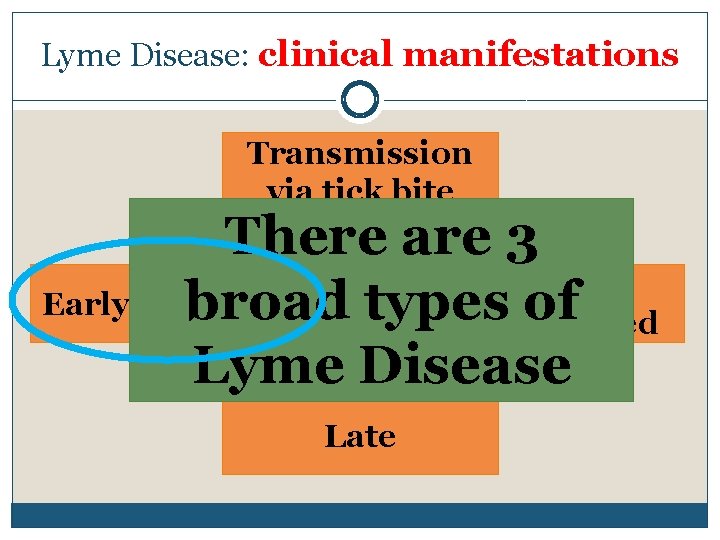 Lyme Disease: clinical manifestations Transmission via tick bite There are 3 Early Localized broad Lyme Disease: clinical manifestations Transmission via tick bite There are 3 Early Localized broad