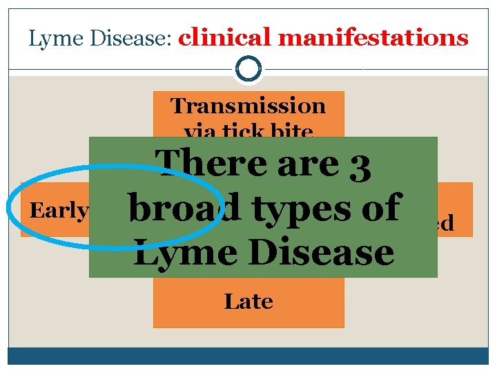 Lyme Disease: clinical manifestations Transmission via tick bite There are 3 Early Localized broad